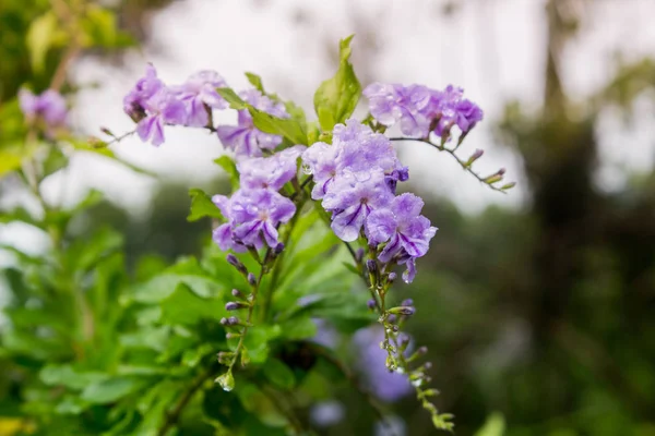 Purple flowers Use on the website.