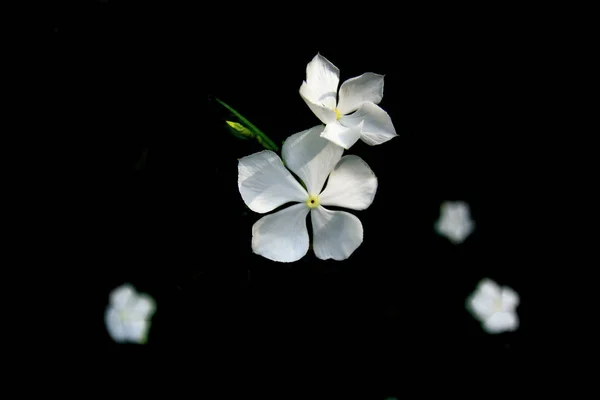 Catharanthus Roseus Flowers Background Black White Phuket Thailand — Stock Photo, Image