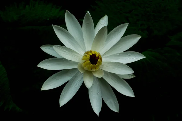 White Lotus White Background Phuket Thailand — Stock Photo, Image