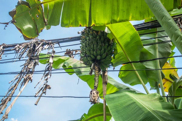 Kathu Şelalesi, Phuket. Güzel, verimli şelalelerdeki orman korkusu.