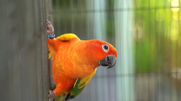 Egy Papagáj Amit Ketrecben Nevelnek Egy Aranyos Fényes Étteremben Aseanban — Stock Fotó