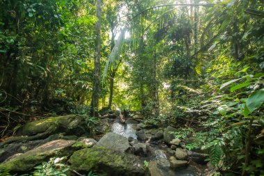 Kathu Şelalesi, Phuket, Tayland. Güzel, bereketli bir şelalede bir orman yolu..