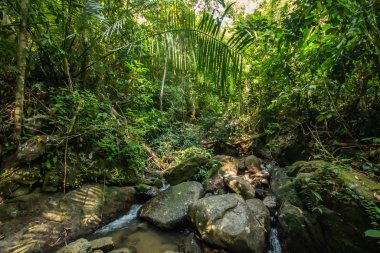 Kathu Şelalesi tropikal orman bölgesinde Asya 'da yürüyüş, doğa yürüyüşü ve yürüyüş için uygun ulusal park Phuket Tayland' ın macera fotoğrafçılığı seyahat ve eğlence için elverişli.