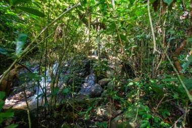 Kathu Şelalesi, Phuket, Tayland. Güzel, bereketli bir şelalede bir orman yolu..