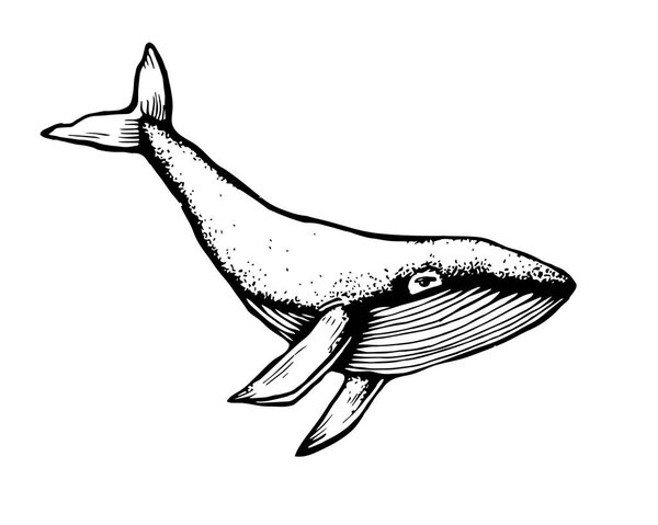 Hand-Drawn Doodle of whale. Vector Illustration - stock vector.