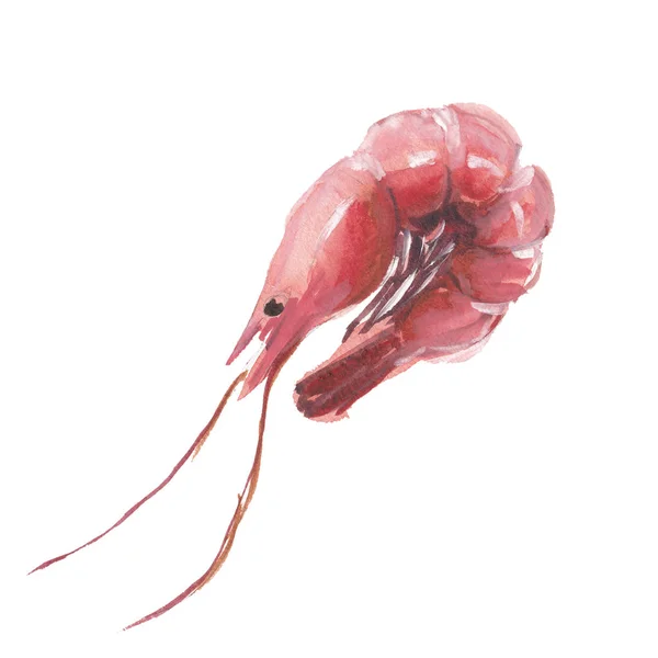 Los camarones rojos aislados sobre fondo blanco, ilustración de acuarela en estilo dibujado a mano . — Foto de Stock