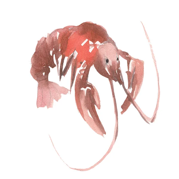 Der rote Omars isoliert auf weißem Hintergrund, Aquarell-Illustration im handgezeichneten Stil. — Stockfoto