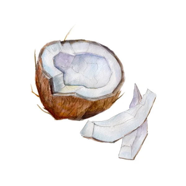 O meio coco com fatias em fundo branco, ilustração aquarela em estilo desenhado à mão . — Fotografia de Stock