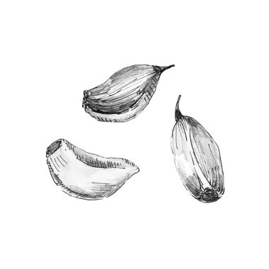 Resimde beyaz zemin üzerine sarımsak, siyah ve beyaz çizilmiş kroki.