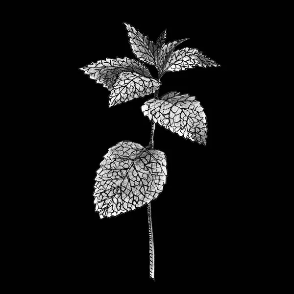 Illustration the branch of mint on black background, black and white hand-drawn sketch. — Stock Photo, Image