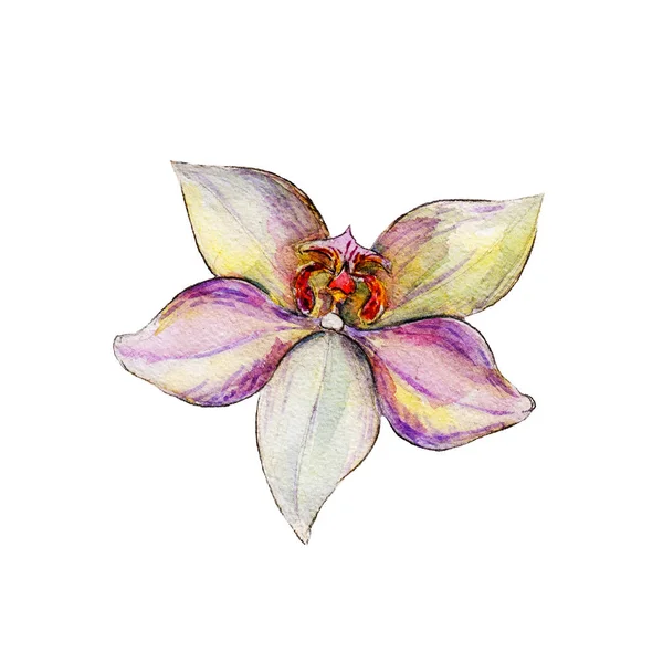 Närbild vanilj blomman isolerad på vit bakgrund, akvarell illustration i handritade stil. — Stockfoto