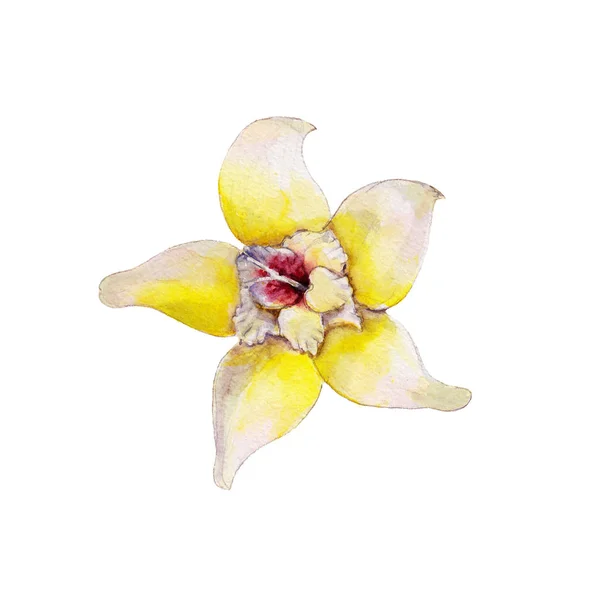 Närbild vanilj blomman isolerad på vit bakgrund, akvarell illustration i handritade stil. — Stockfoto