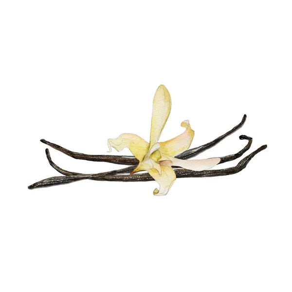 The closeup vanilla flower and beans isolated on white background, watercolor illustration in hand-drawn style. — Stock Photo, Image