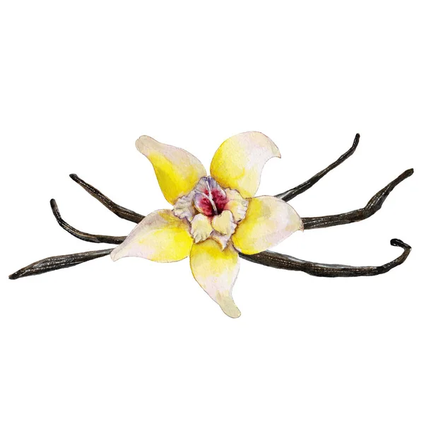 Closeup vanilkového květu a fazole izolovaných na bílém pozadí, akvarel ilustrace v-ručně tažené stylu. — Stock fotografie