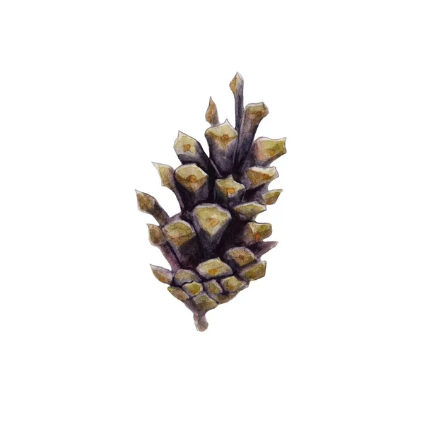 El cono de abeto aislado sobre fondo blanco, ilustración de acuarela en estilo dibujado a mano . —  Fotos de Stock