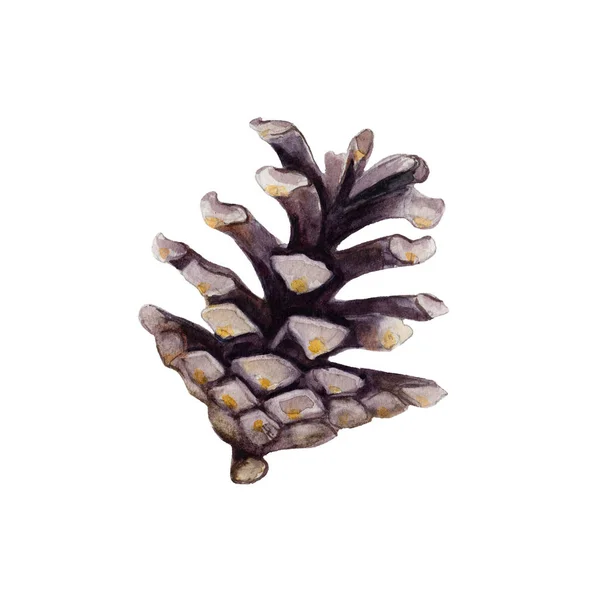 El cono de abeto aislado sobre fondo blanco, ilustración de acuarela en estilo dibujado a mano . —  Fotos de Stock