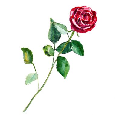 Beyaz arka planda, tarzı çizilmiş suluboya illüstrasyon izole kırmızı gül çiçek.