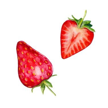 Beyaz arka planda, tarzı çizilmiş suluboya illüstrasyon izole çilek.