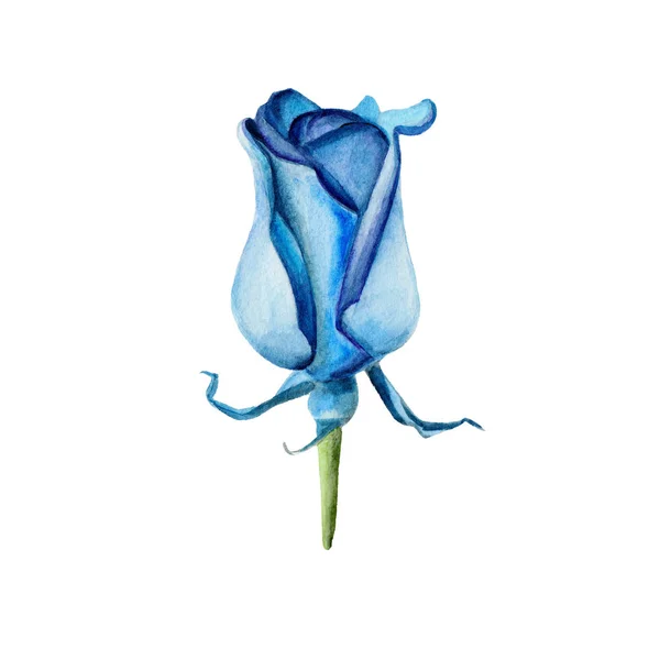 Die Blume der blauen Rose isoliert auf weißem Hintergrund, Aquarell-Illustration im handgezeichneten Stil. — Stockfoto