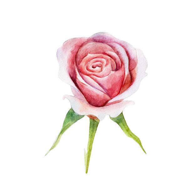 The pink rose flower isolated on white background, watercolor illustration in hand-drawn style.