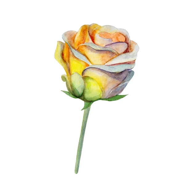 Die gelbe Rosenblüte isoliert auf weißem Hintergrund, Aquarell-Illustration im handgezeichneten Stil. — Stockfoto