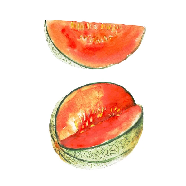 El melón magenta aislado sobre fondo blanco, acuarela ilustración fruta conjunto en estilo dibujado a mano . —  Fotos de Stock