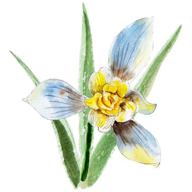 Beyaz arka planda, çizilmiş tarzında vintage suluboya illüstrasyon izole beyaz kardelen çiçek.