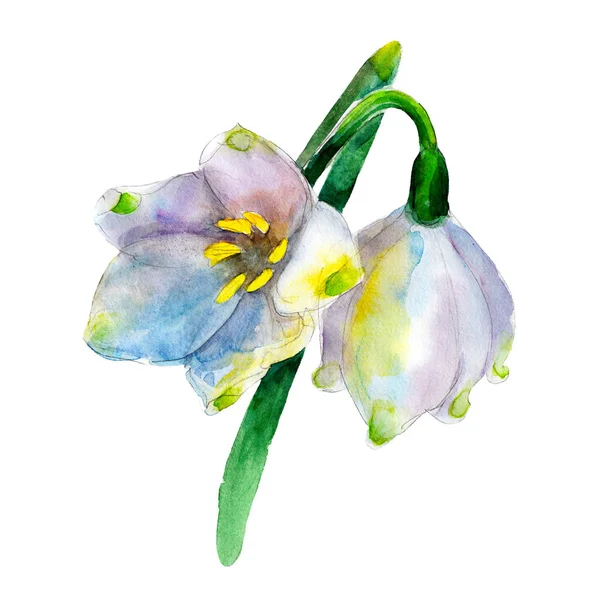 Белый подснежник цветок изолирован на белом фоне, винтажная акварельная иллюстрация в стиле ручной работы . — стоковое фото