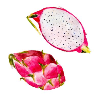 Beyaz arka plan üzerinde suluboya elle çizilmiş illüstrasyon izole Dragon meyve seti.