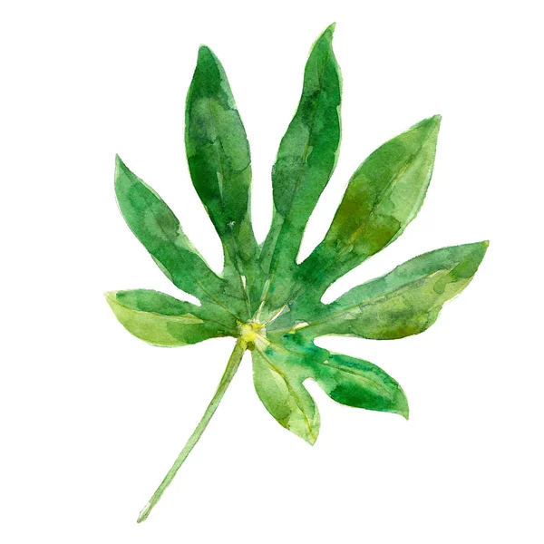 Акварельна ілюстрація листя аралії, ізольована на білому тлі — стокове фото