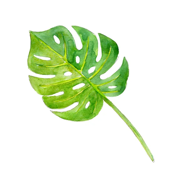 Akvarell illustration av blad philodendron, isolerad på vit bakgrund — Stockfoto