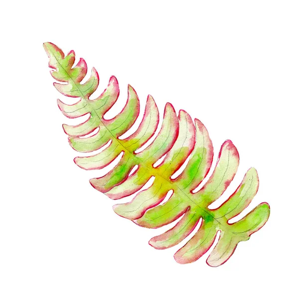 고 사리 잎, 흰색 배경에 고립의 수채화 그림 — 스톡 사진