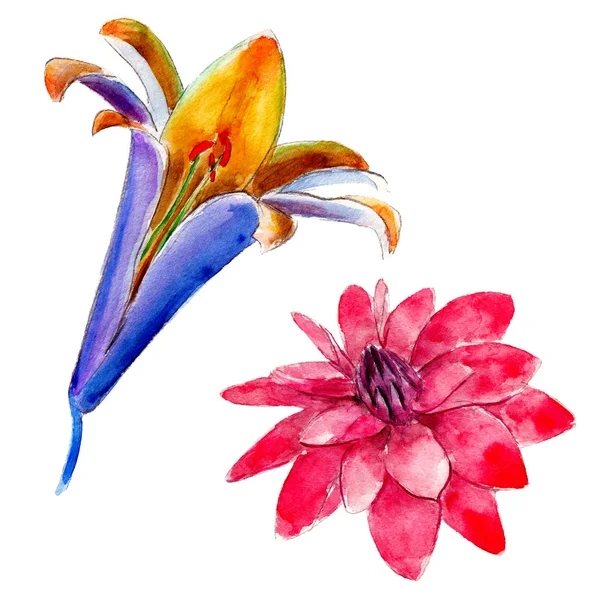 Lilja och ros blomma isolerad på vit bakgrund, akvarell handritad illustration. — Stockfoto
