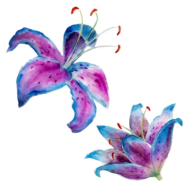 Purple lily isolated on white background, watercolor hand drawn illustration. — Stock Photo, Image