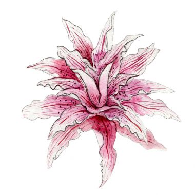 Beyaz zemin üzerine suluboya sihirli yıldız çiçek, elle çizilmiş, izole.