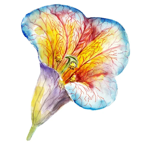 Akvarell psykedeliska Lilja blomma, handritade, isolerad på vit bakgrund. — Stockfoto