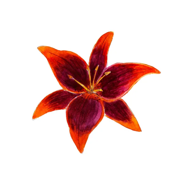 Akvarell lilium blomma, handritade, isolerad på vit bakgrund. — Stockfoto