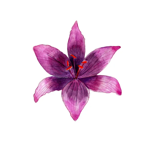 Акварель фиолетовый цветок лилии, руки нарисованы, изолированы на белом фоне . — стоковое фото