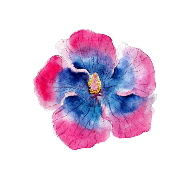 Watercolor hibiscus flower, hand drawn, isolated on white background. — Stock Photo, Image