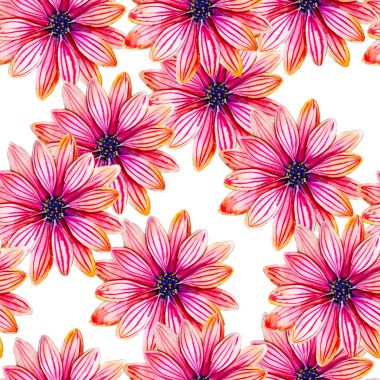 Osteospermum çiçek suluboya seamless modeli. Beyaz arka plan, arka plan, walpaper, tekstil, şal ve etc için çizilmiş tasarım üzerinde izole parlak tropik çiçekler.