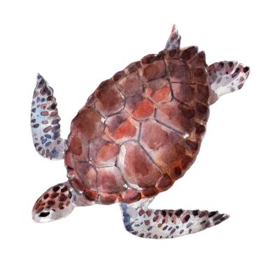 The turtle, watercolor illustration isolated on white background. clipart