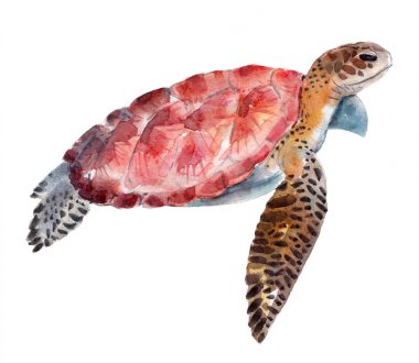 Turtle, suluboya illüstrasyon izole beyaz arka plan üzerinde.