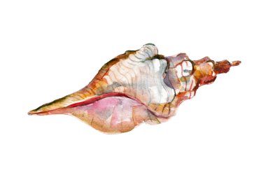 Suluboya illüstrasyon, elle çizilmiş beyaz deniz kabuğu nesne beyaz arka plan üzerinde izole..