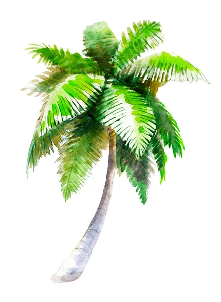 Watercolor illustration, hand drawn palm-tree isolated object on white background. — Stock Photo, Image