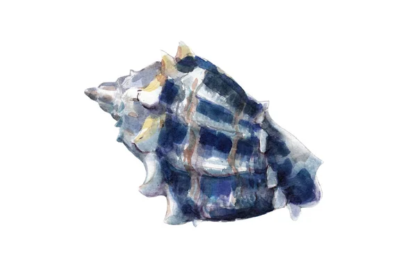 Ilustración de acuarela, objeto aislado de concha marina azul dibujado a mano sobre fondo blanco . —  Fotos de Stock