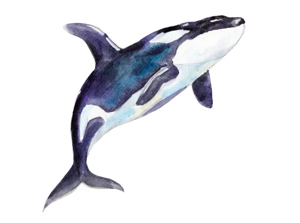 Akvarell orca, handritade illustration isolerade på vit bakgrund. — Stockfoto