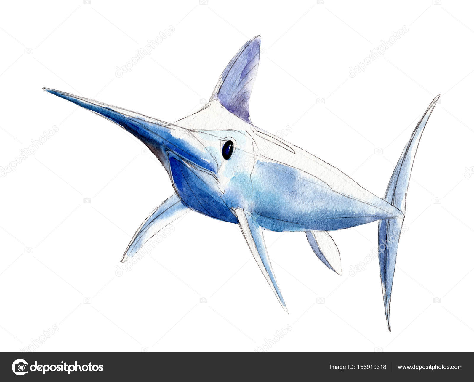 Watercolor swordfish, blue marlin, handdrawn illustration isolated on
