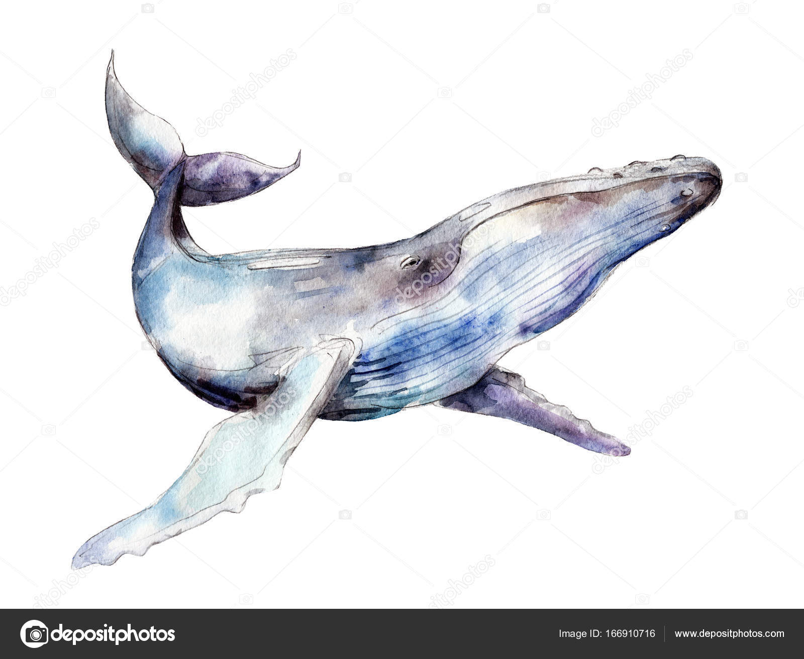 水彩クジラ写真素材 ロイヤリティフリー水彩クジラ画像 Depositphotos 水彩クジラ写真素材 ロイヤリティフリー水彩クジラ画像 Depositphotos