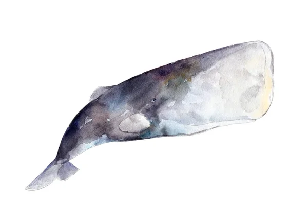 Watercolor sperm whale,  hand-drawn illustration isolated on white background. — Stock Photo, Image