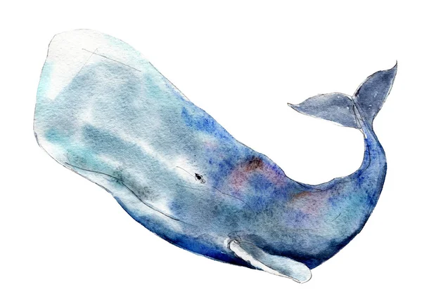 수채화 향유 고래, 손으로 그린 그림을 흰색 배경에 고립. — 스톡 사진